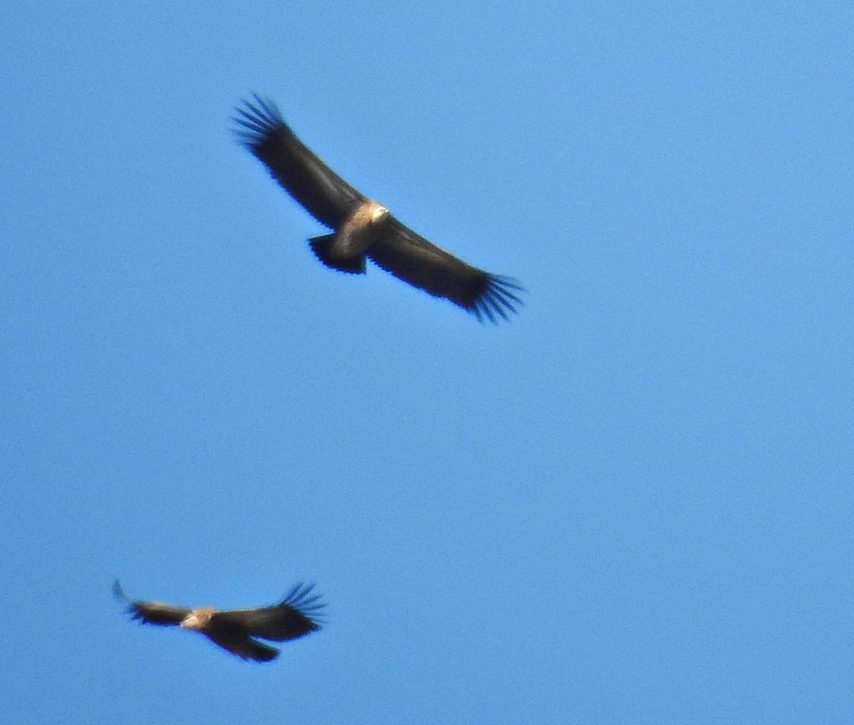 Himalayan Griffon - ML645980494