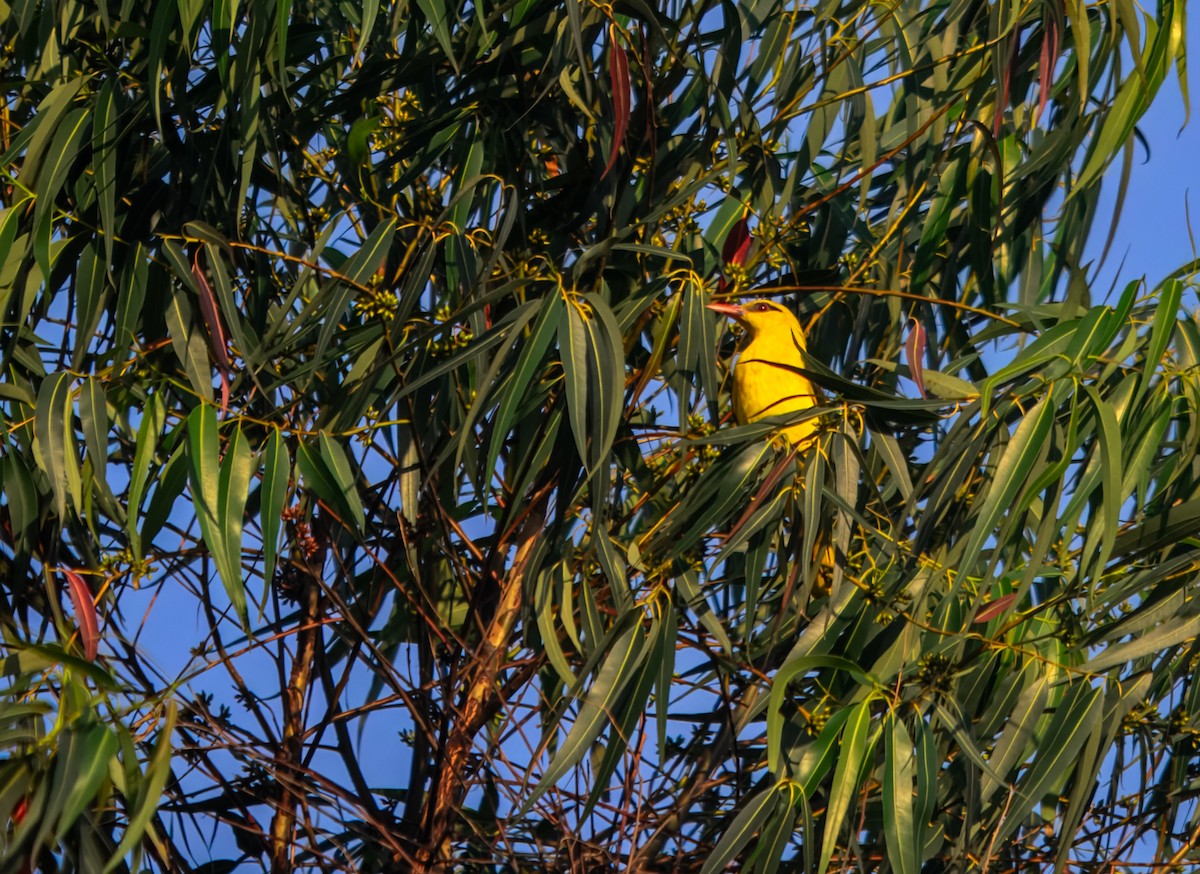 Indian Golden Oriole - ML645980501