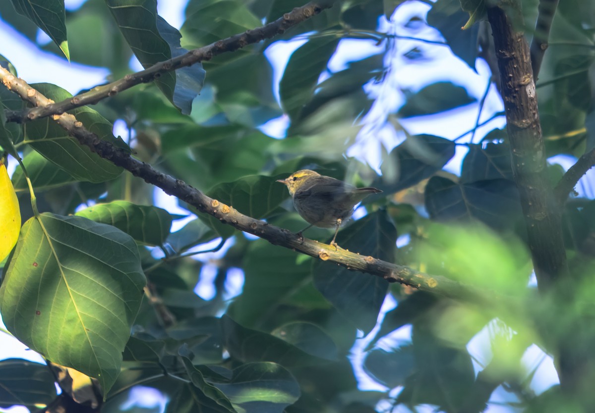 Желтобрюхая пеночка - ML645980502