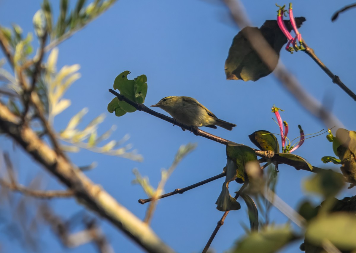 Желтобрюхая пеночка - ML645980508