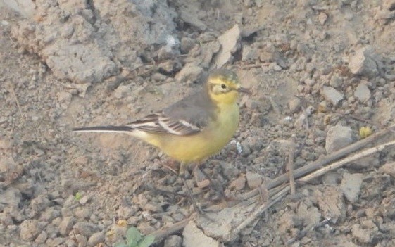 Citrine Wagtail - ML645980510