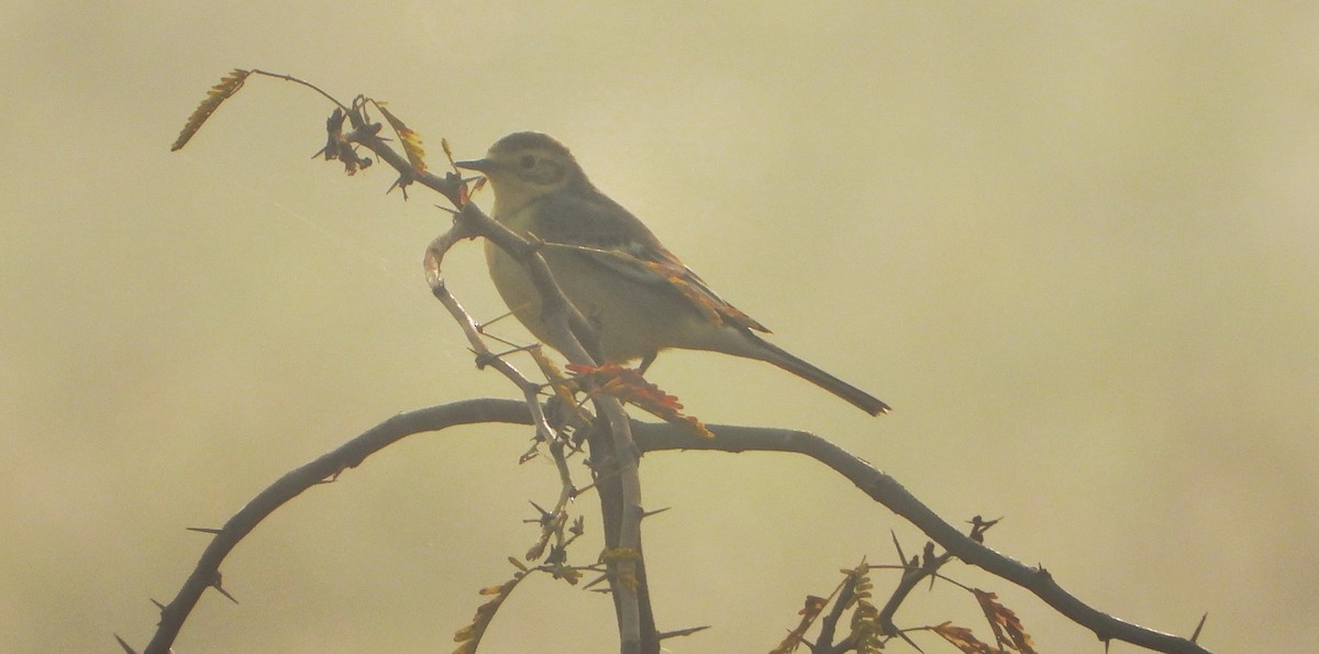 Citrine Wagtail - ML645980511