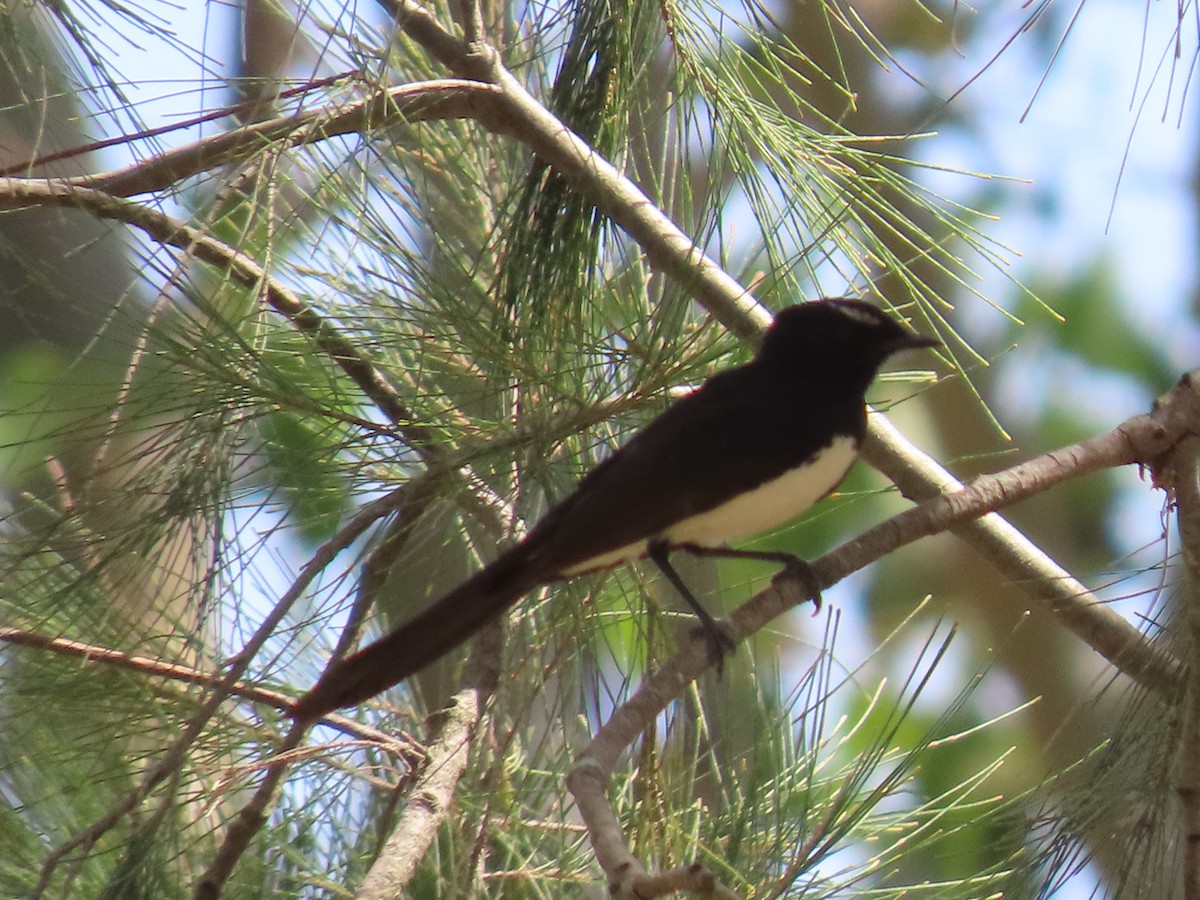 gallaviftestjert - ML645980524