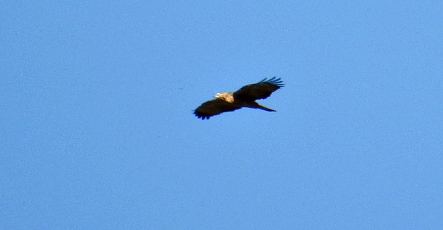 Buteo sp. - ML645980532