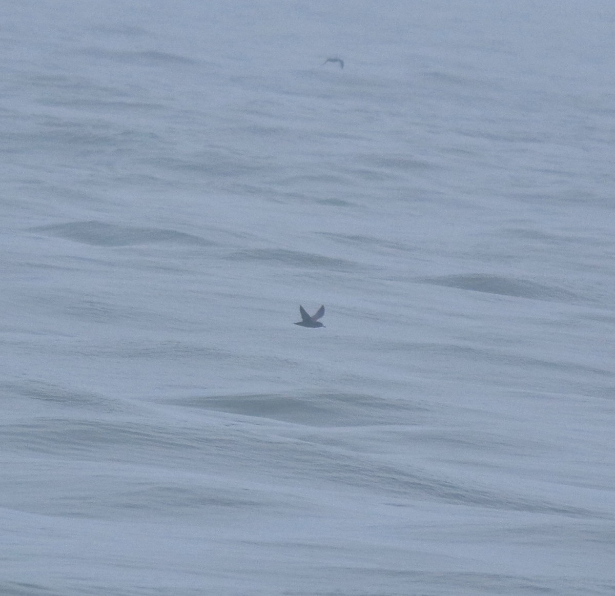 lysbeinlire - ML645980533