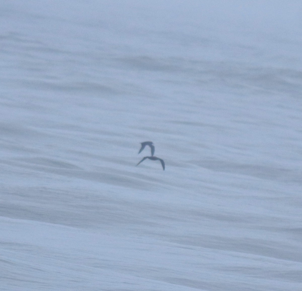 lysbeinlire - ML645980534