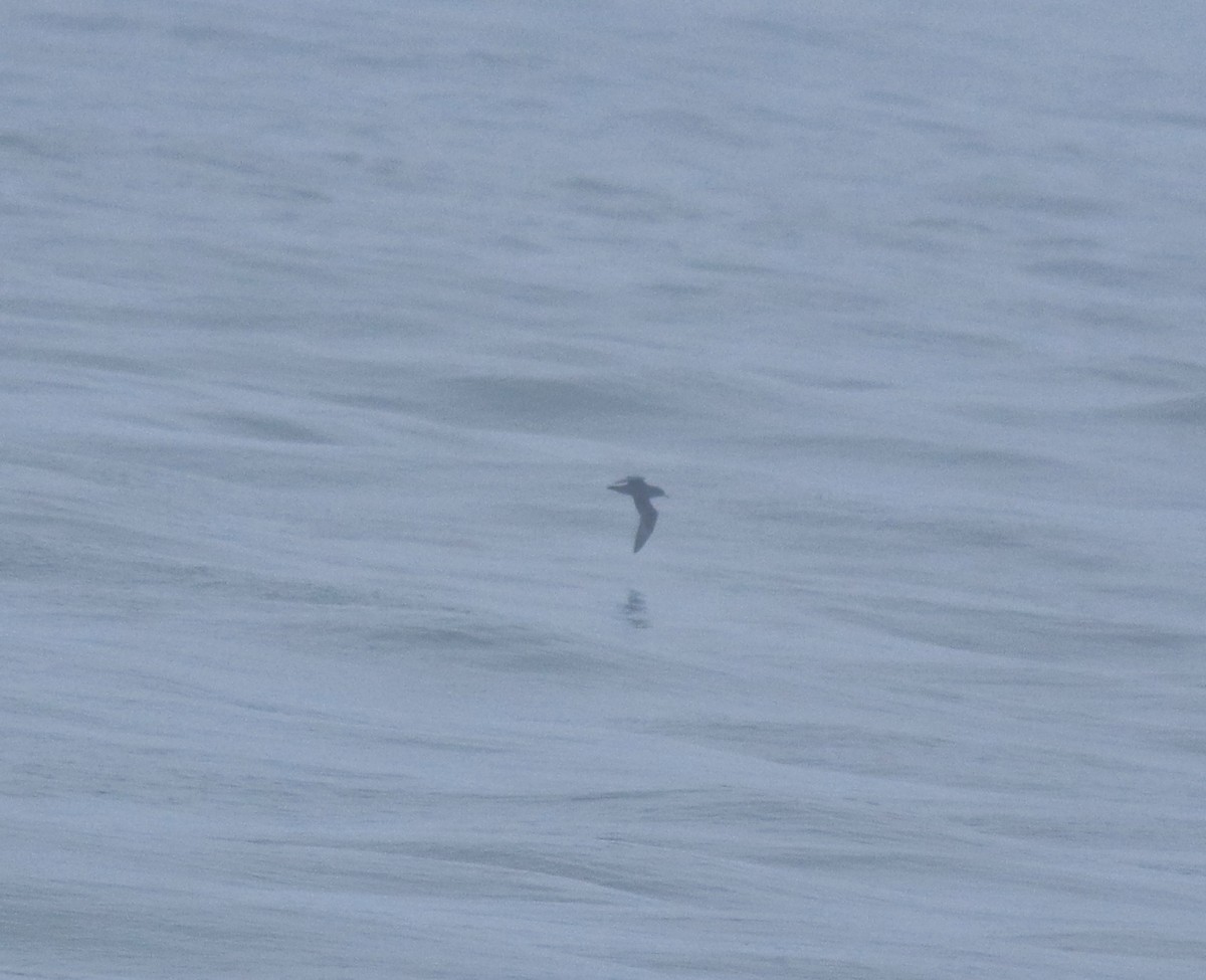 lysbeinlire - ML645980535