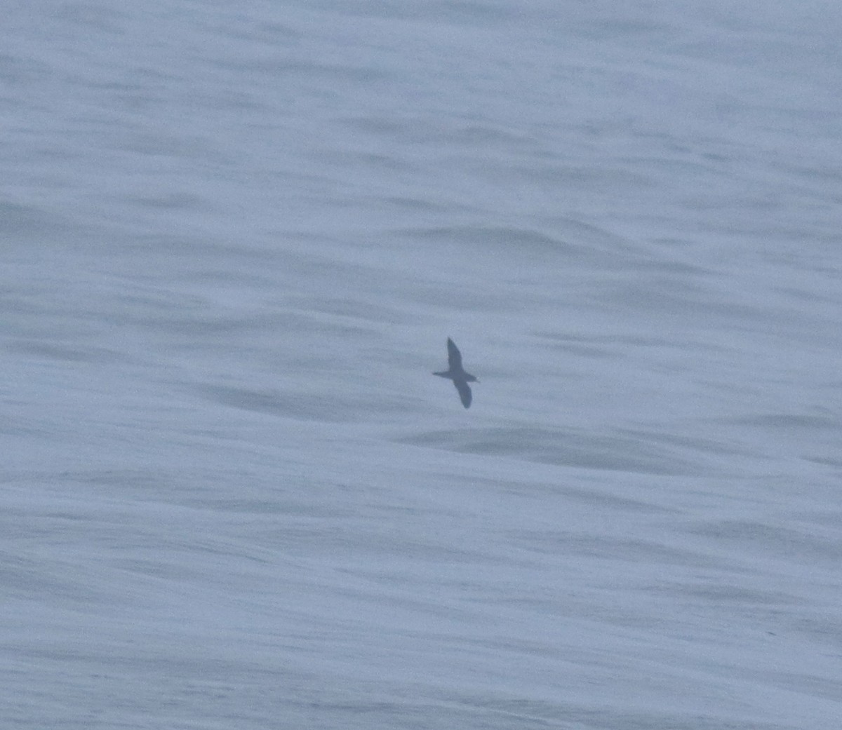 lysbeinlire - ML645980536