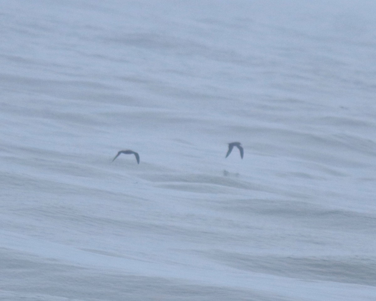 lysbeinlire - ML645980537