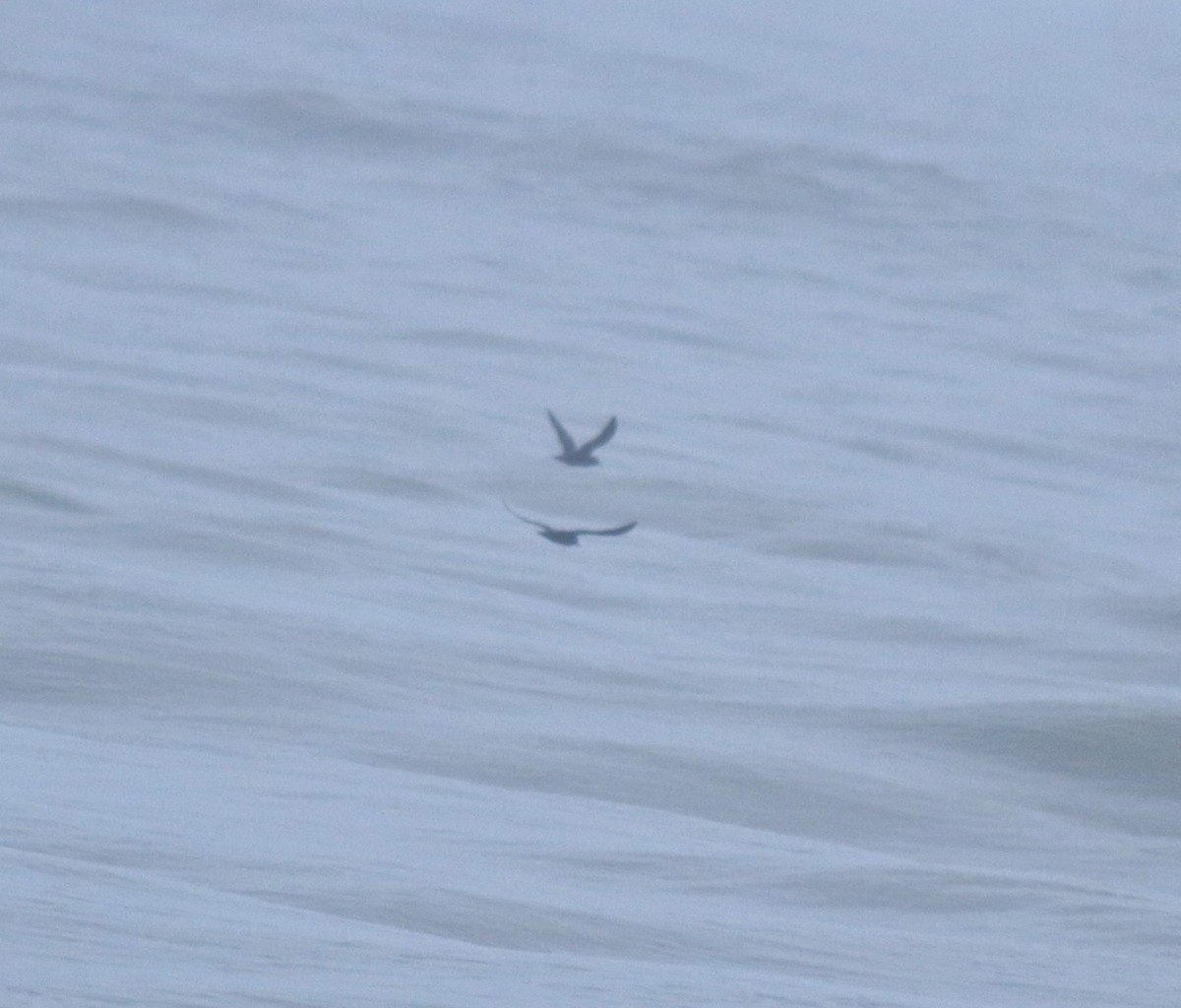 lysbeinlire - ML645980538