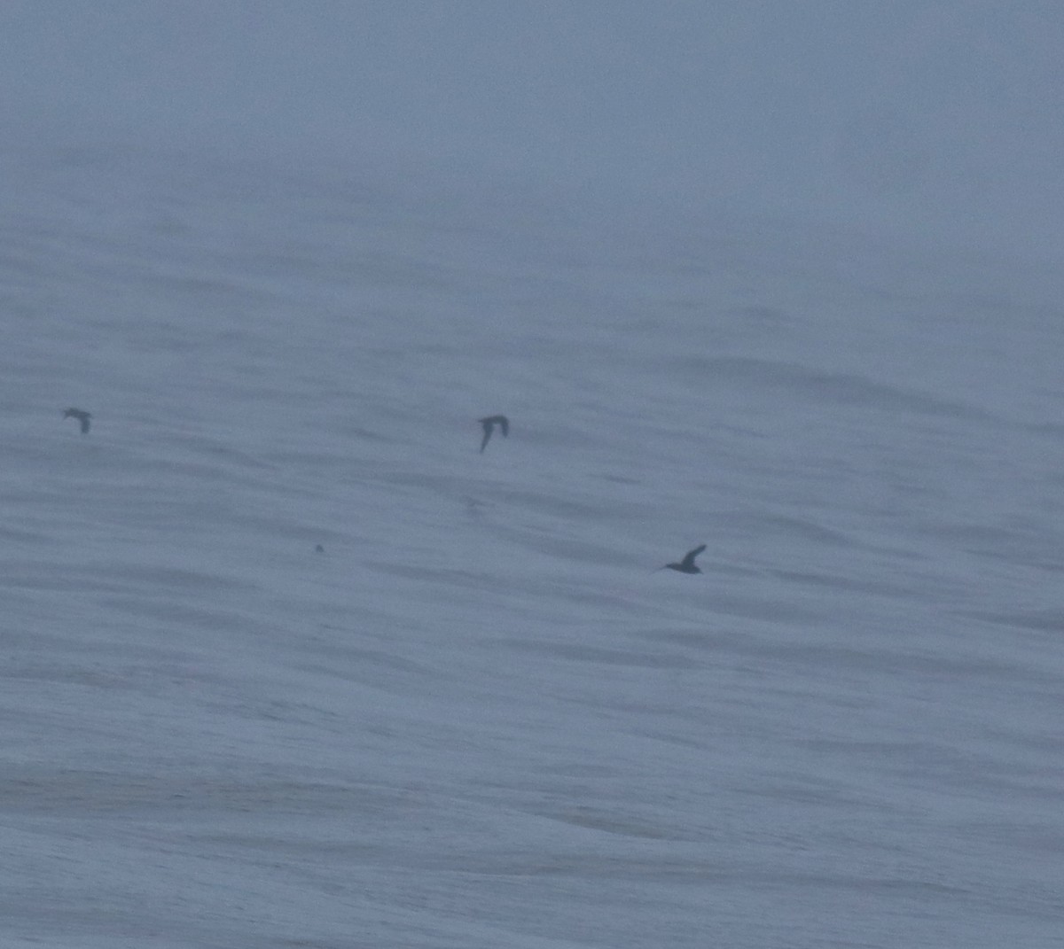 lysbeinlire - ML645980539