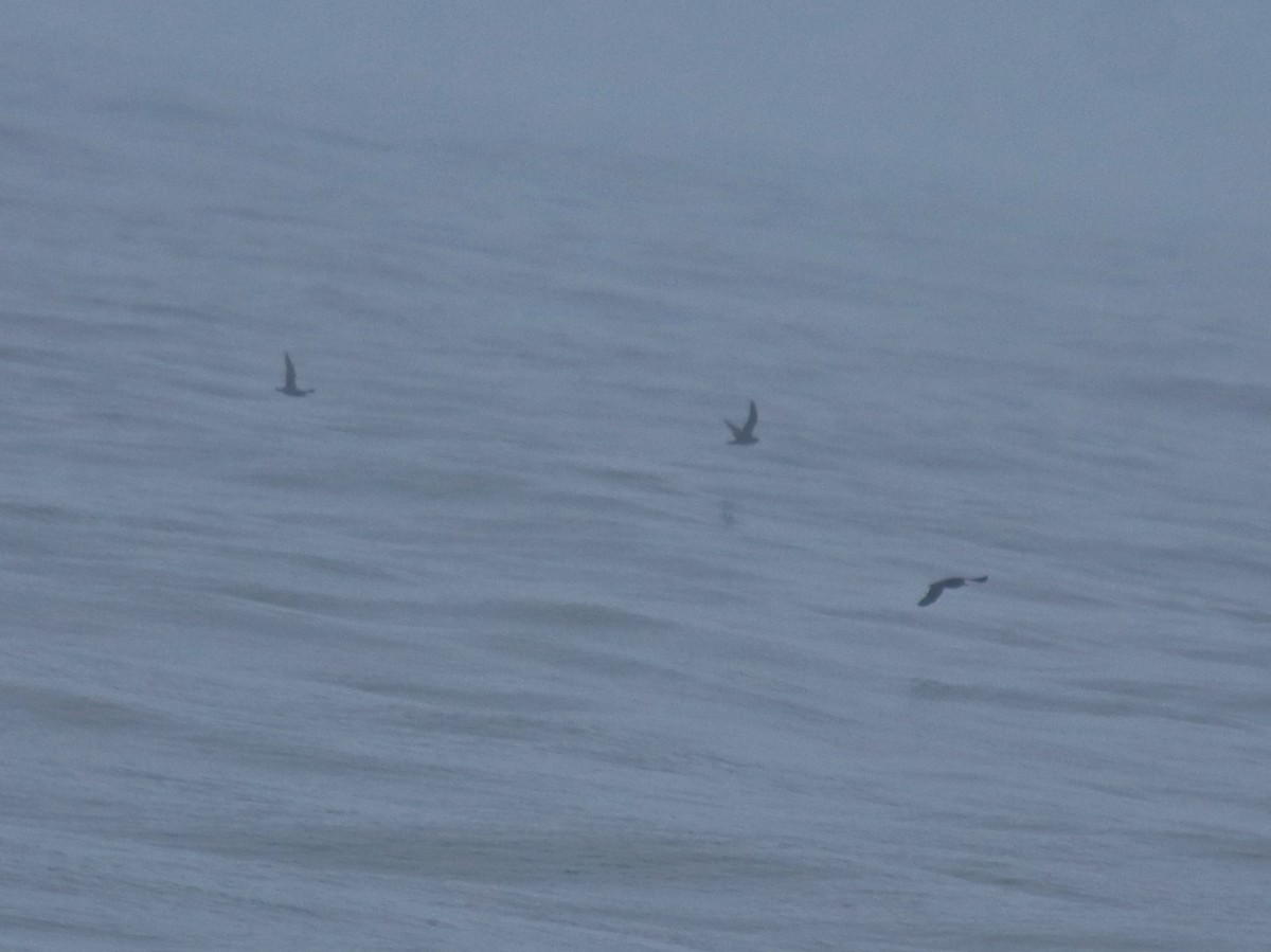 lysbeinlire - ML645980540