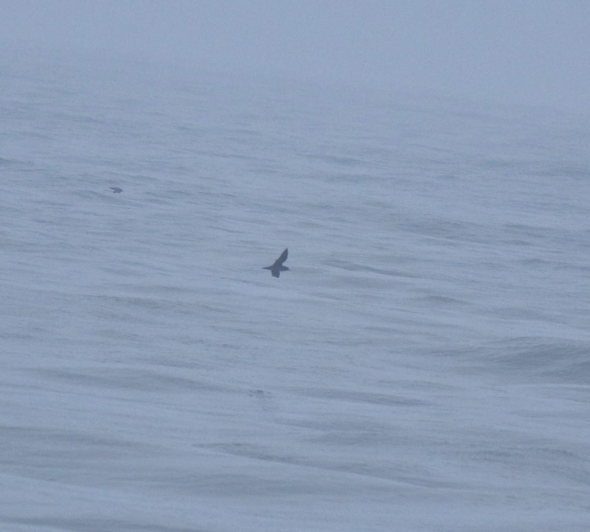 lysbeinlire - ML645980541