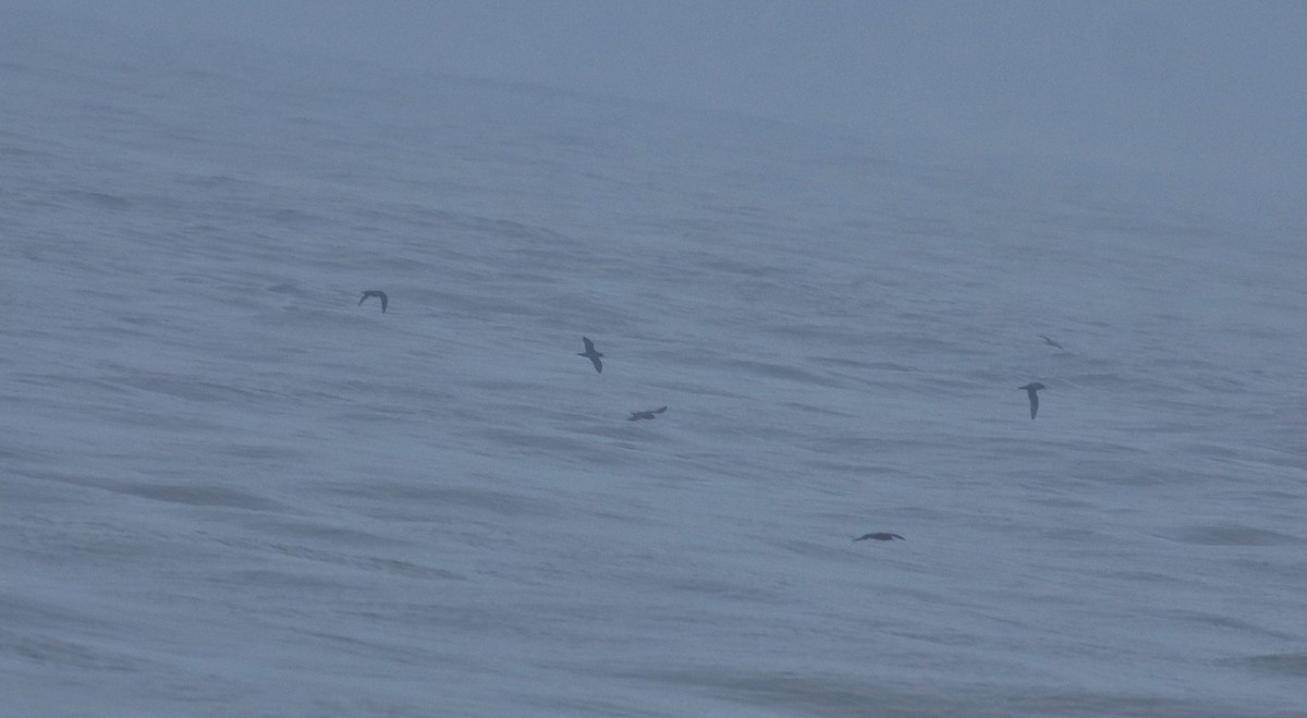 lysbeinlire - ML645980542