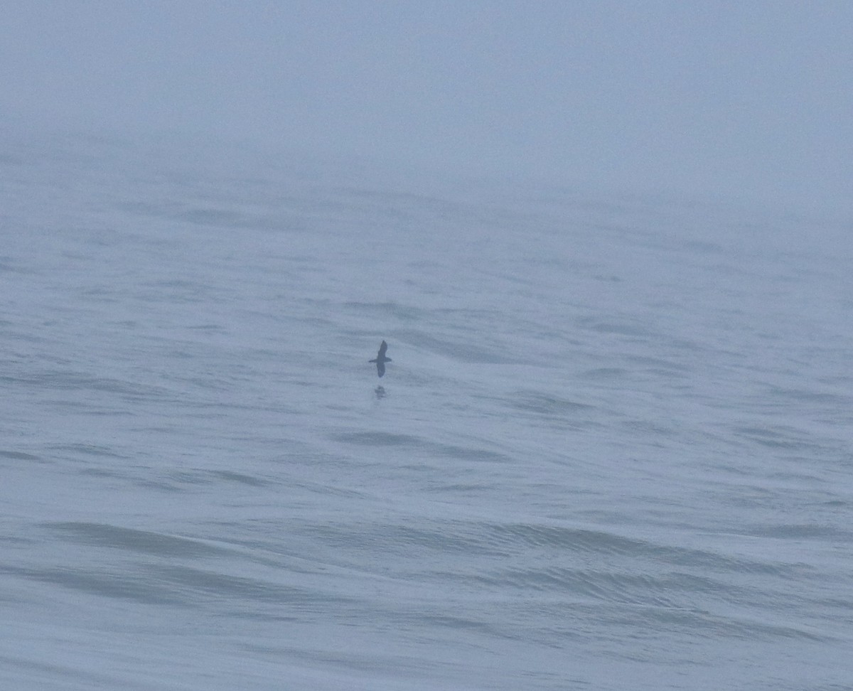 lysbeinlire - ML645980543