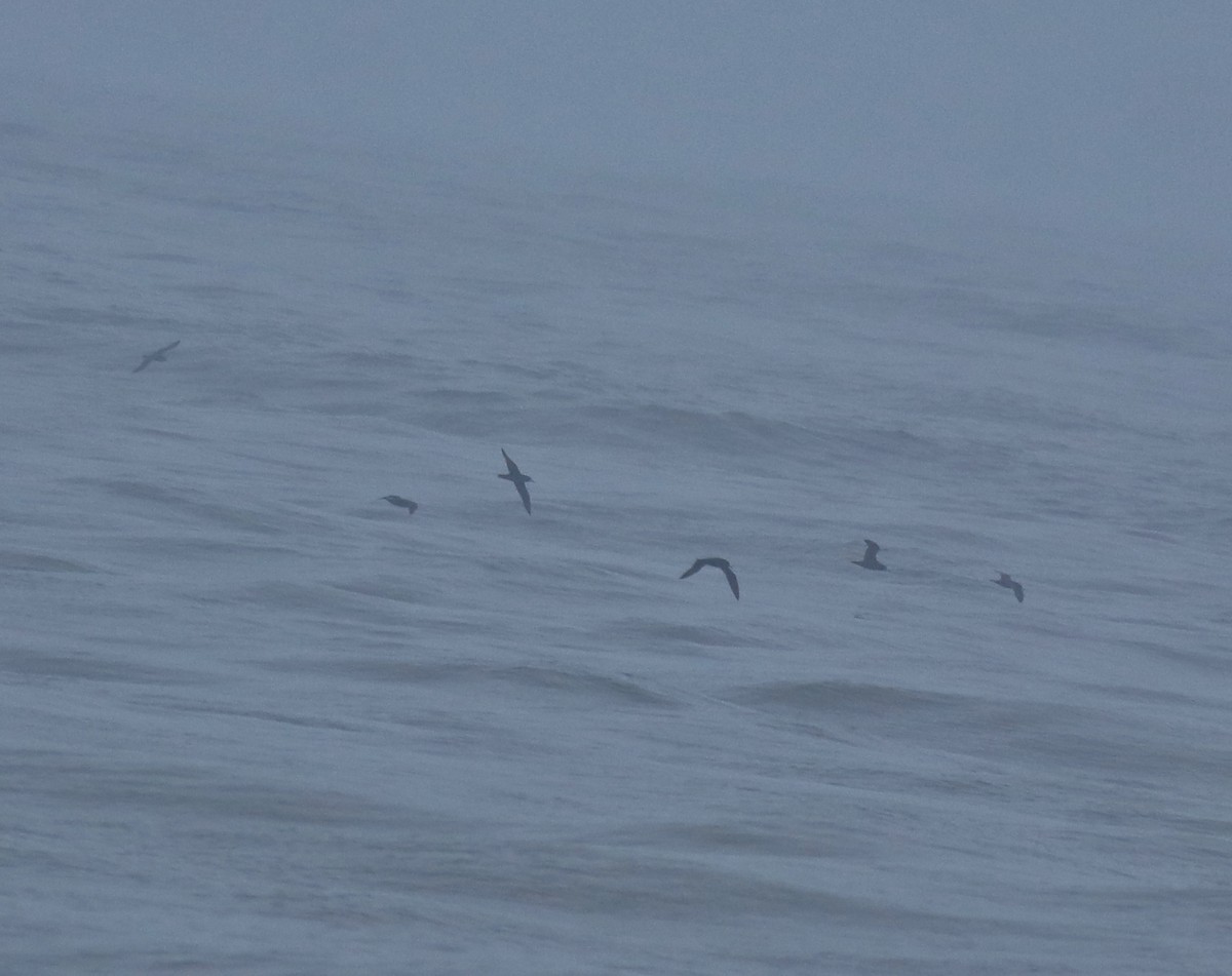 lysbeinlire - ML645980544