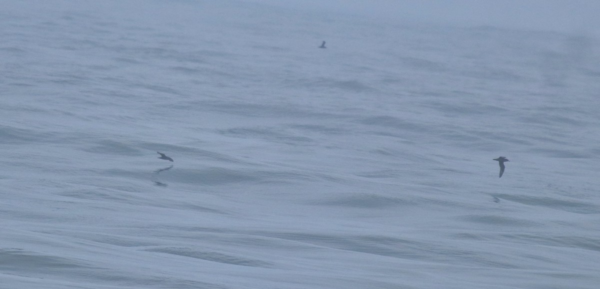 lysbeinlire - ML645980545