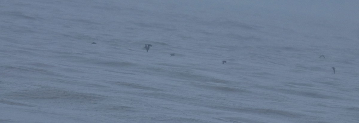 lysbeinlire - ML645980546