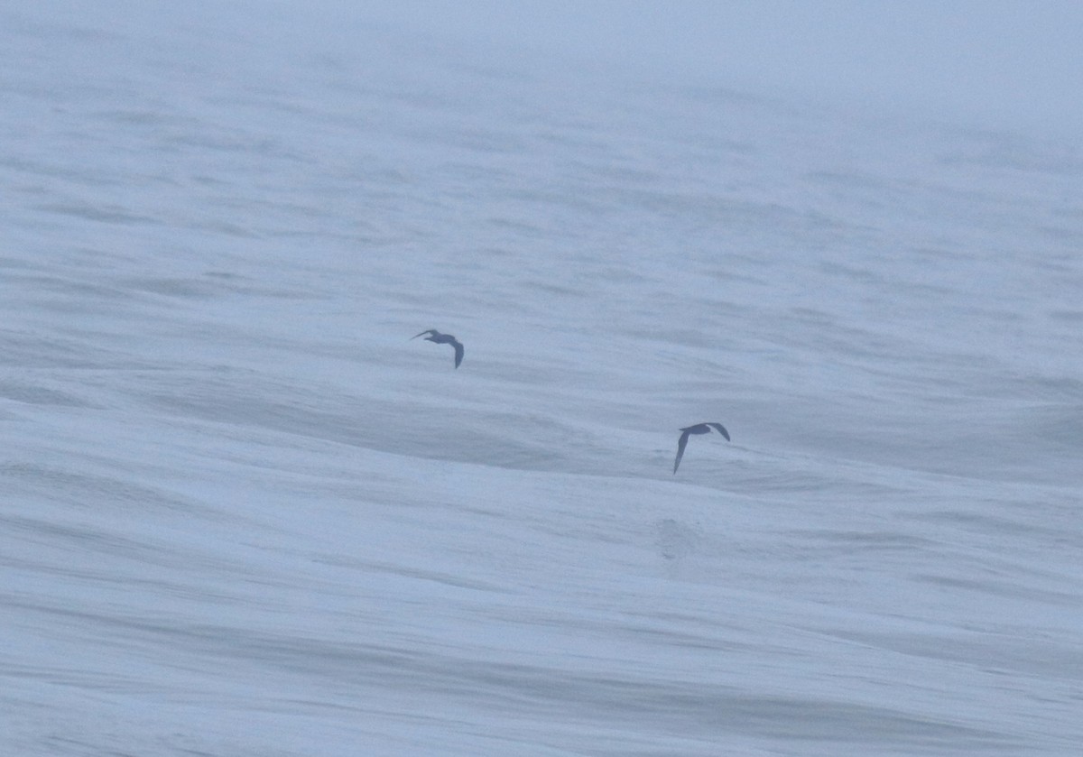 lysbeinlire - ML645980547