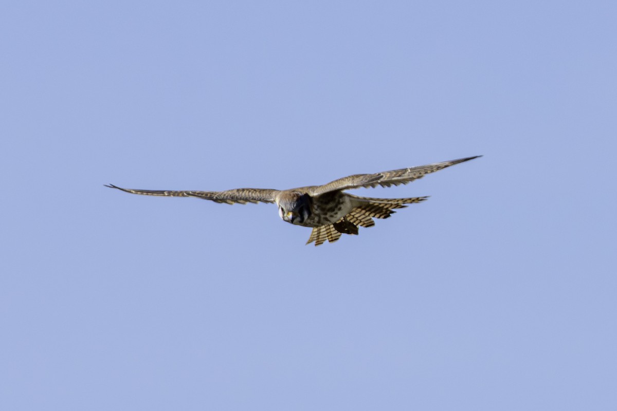 spurvefalk - ML645980548