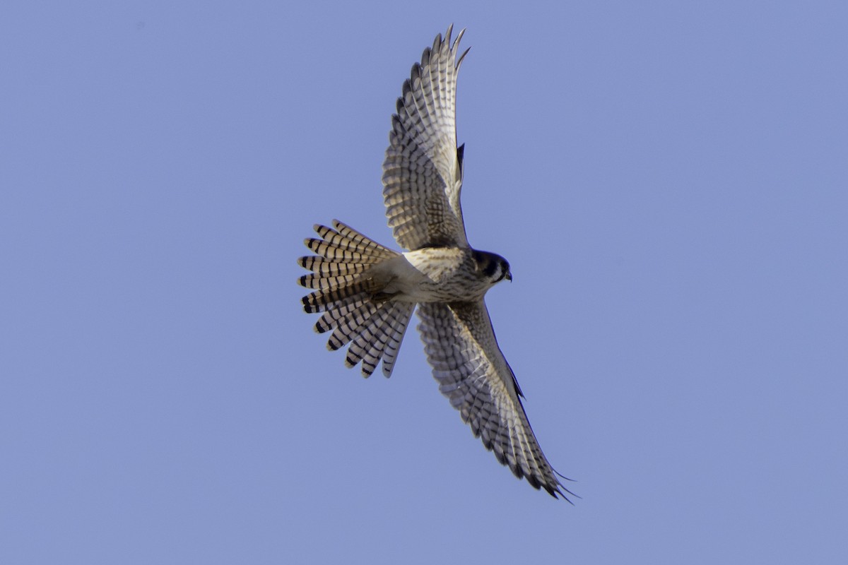 spurvefalk - ML645980549