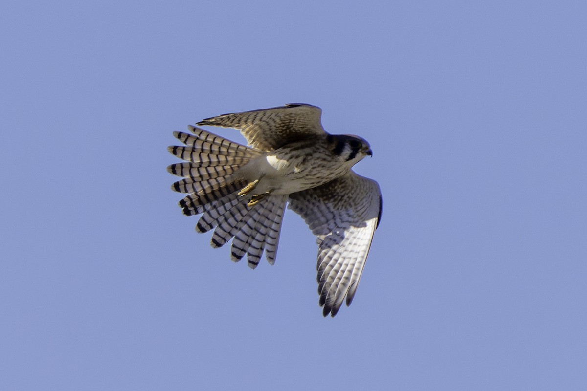 spurvefalk - ML645980550