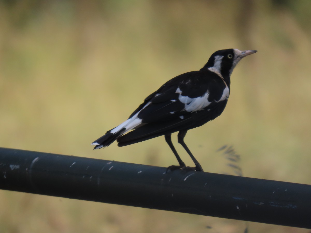 skjærelerke - ML645980551