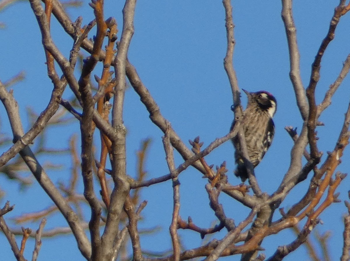 dvergspett - ML645980553