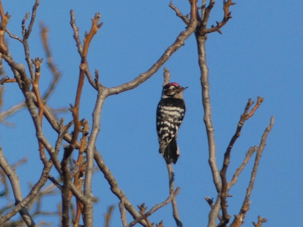 dvergspett - ML645980554