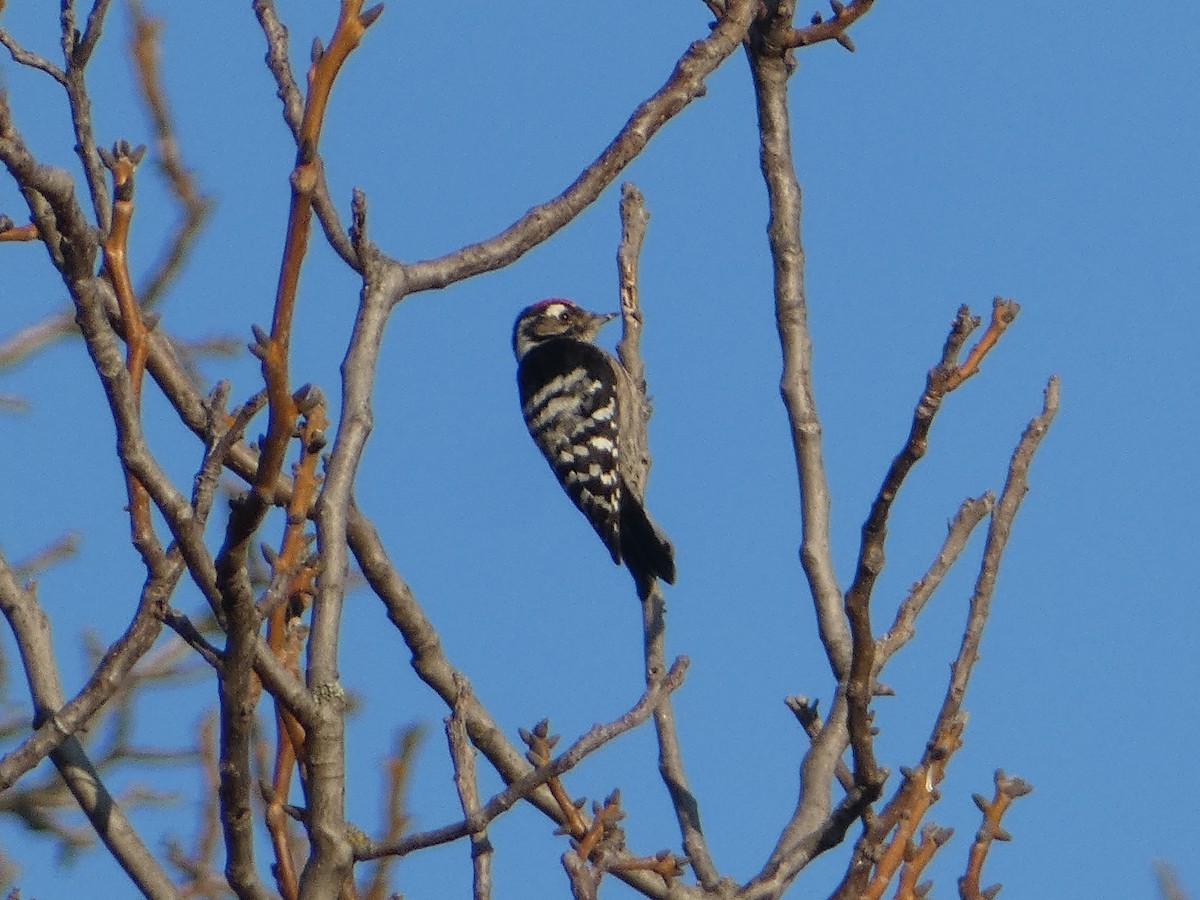 dvergspett - ML645980555