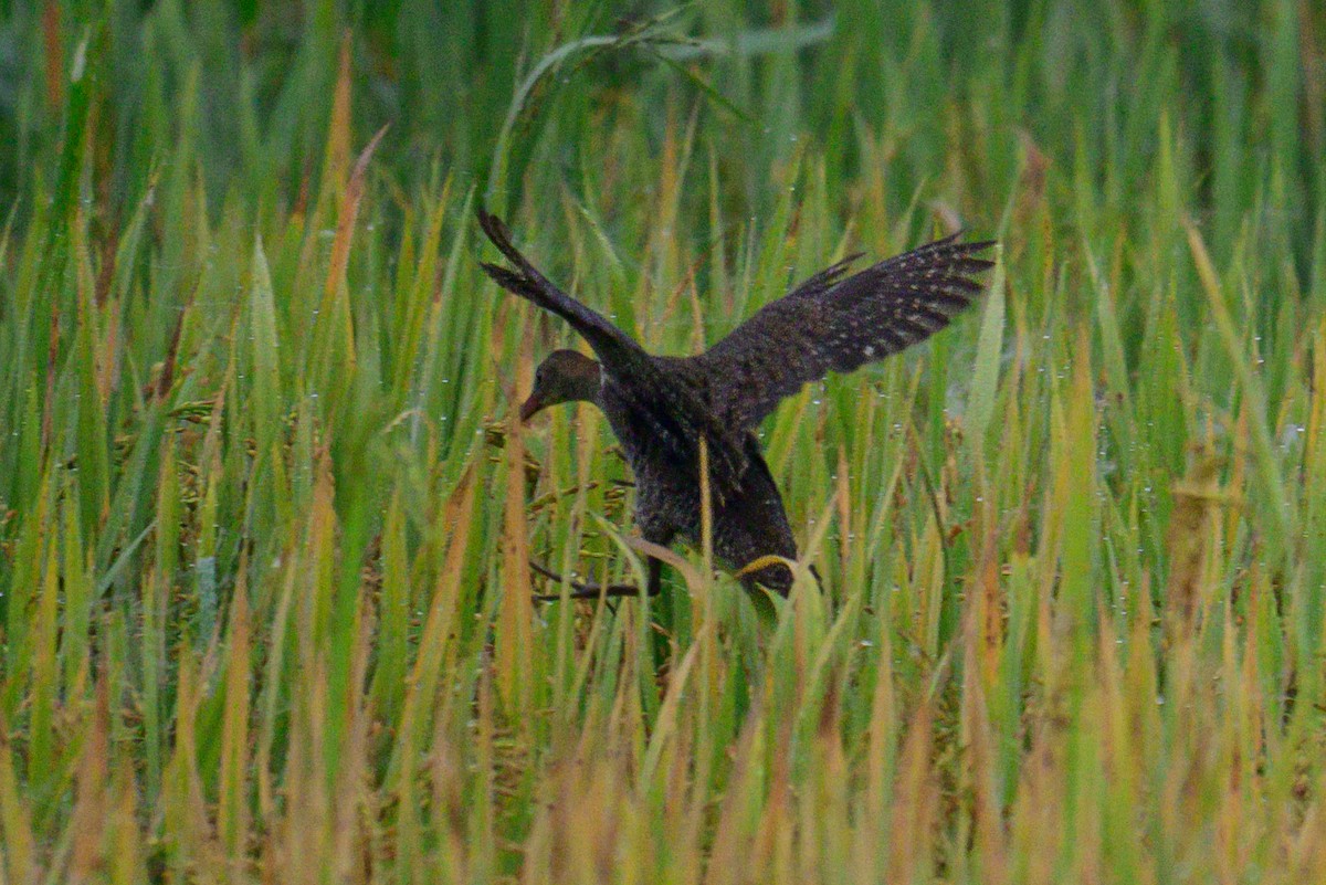 orientrikse - ML645980557