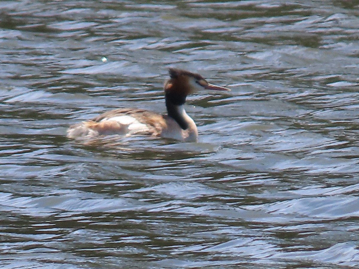 toppdykker - ML645980558