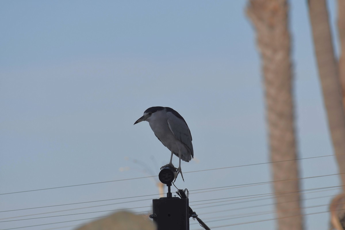 natthegre - ML645980559