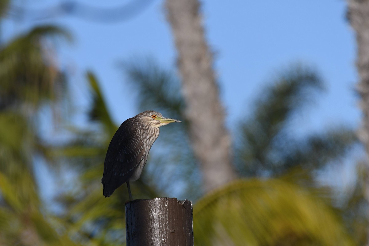 natthegre - ML645980560