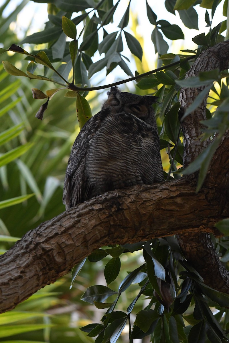 Búho Americano - ML645980562