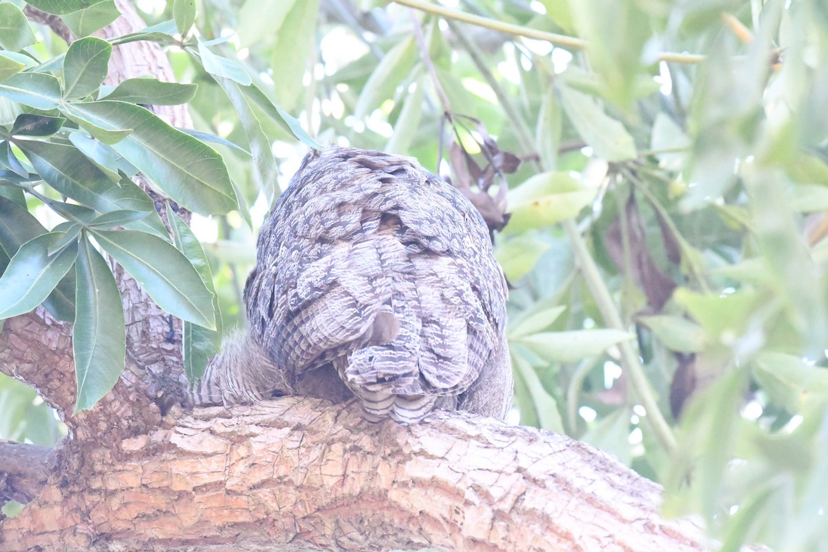 Búho Americano - ML645980563