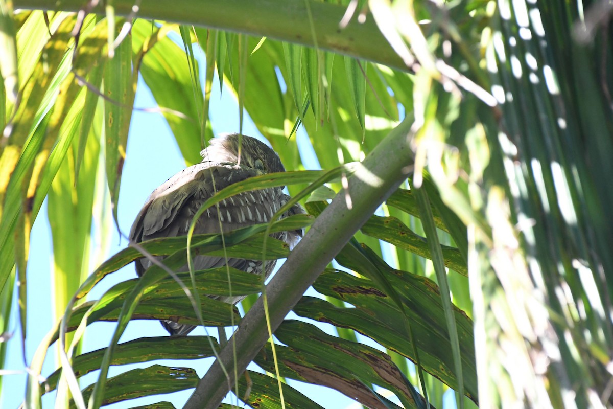 Martinete Común - ML645980565