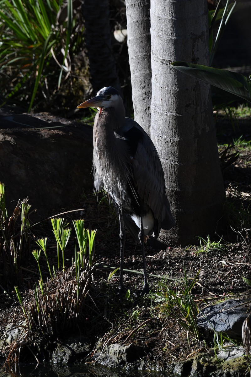 Garza Azulada - ML645980567