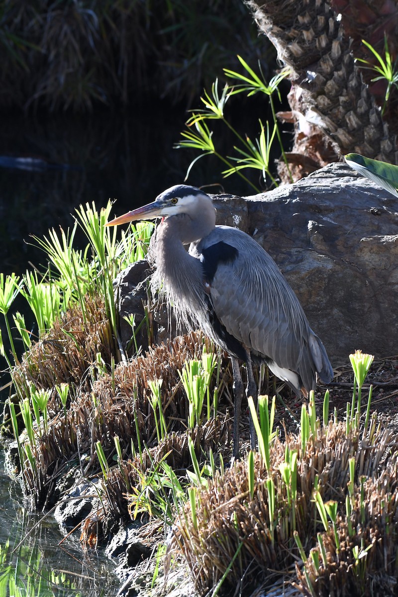 Garza Azulada - ML645980568