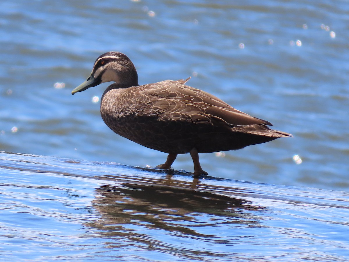 Pacific Black Duck - ML645980573