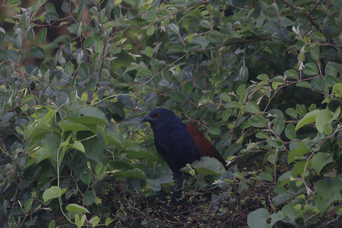 Greater Coucal - ML645980574