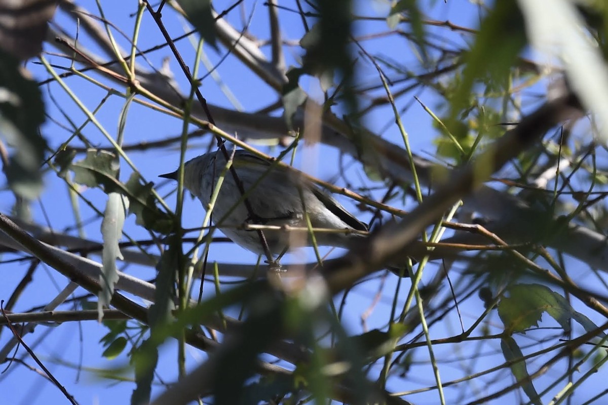 Yellow-rumped Warbler - ML645980575