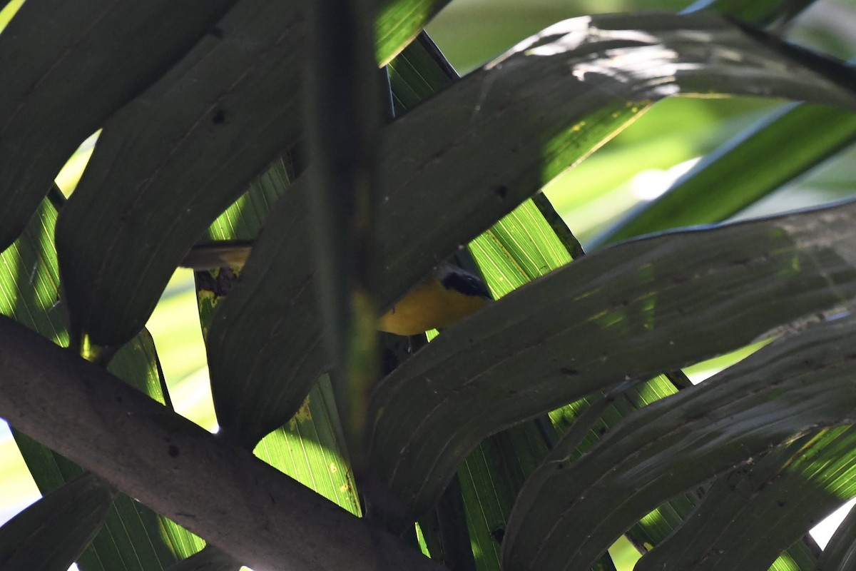 Common Yellowthroat - ML645980576