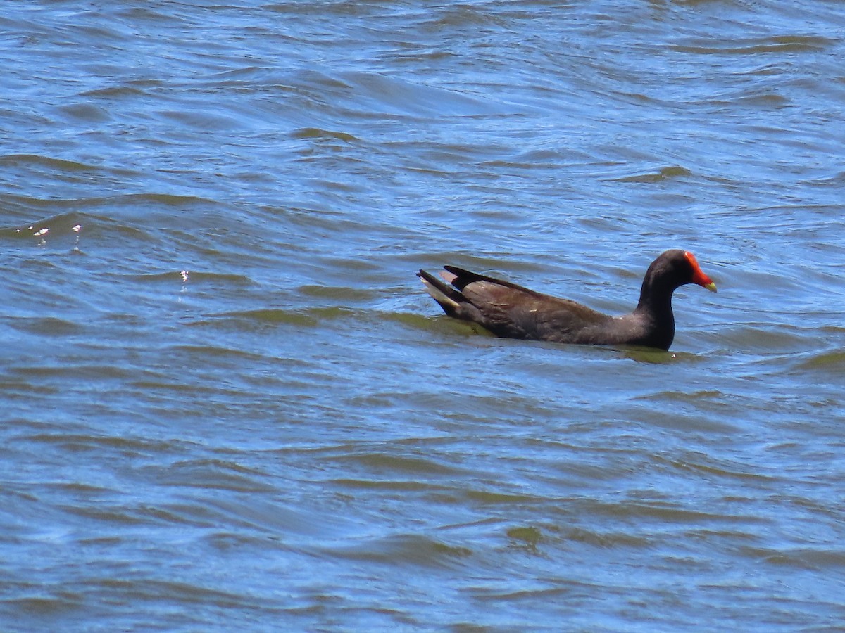 Dusky Moorhen - ML645980577