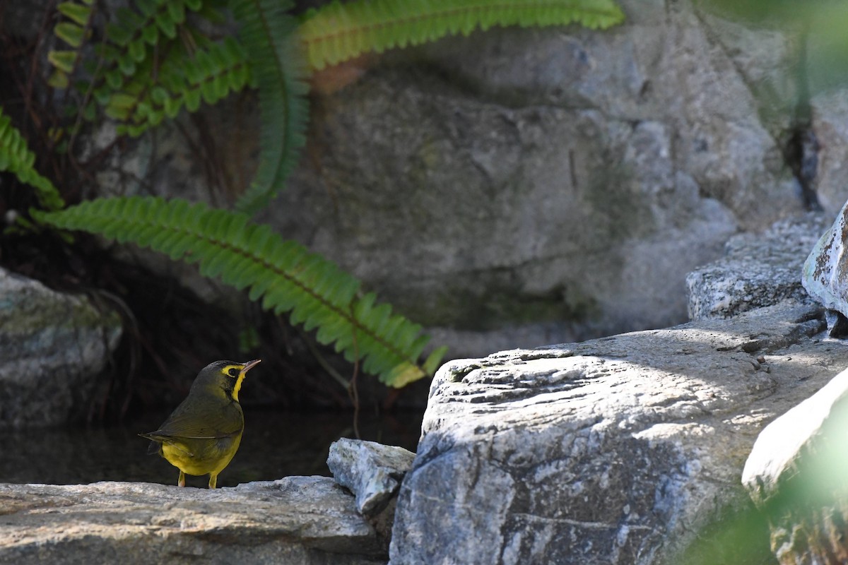 Kentucky Warbler - ML645980578