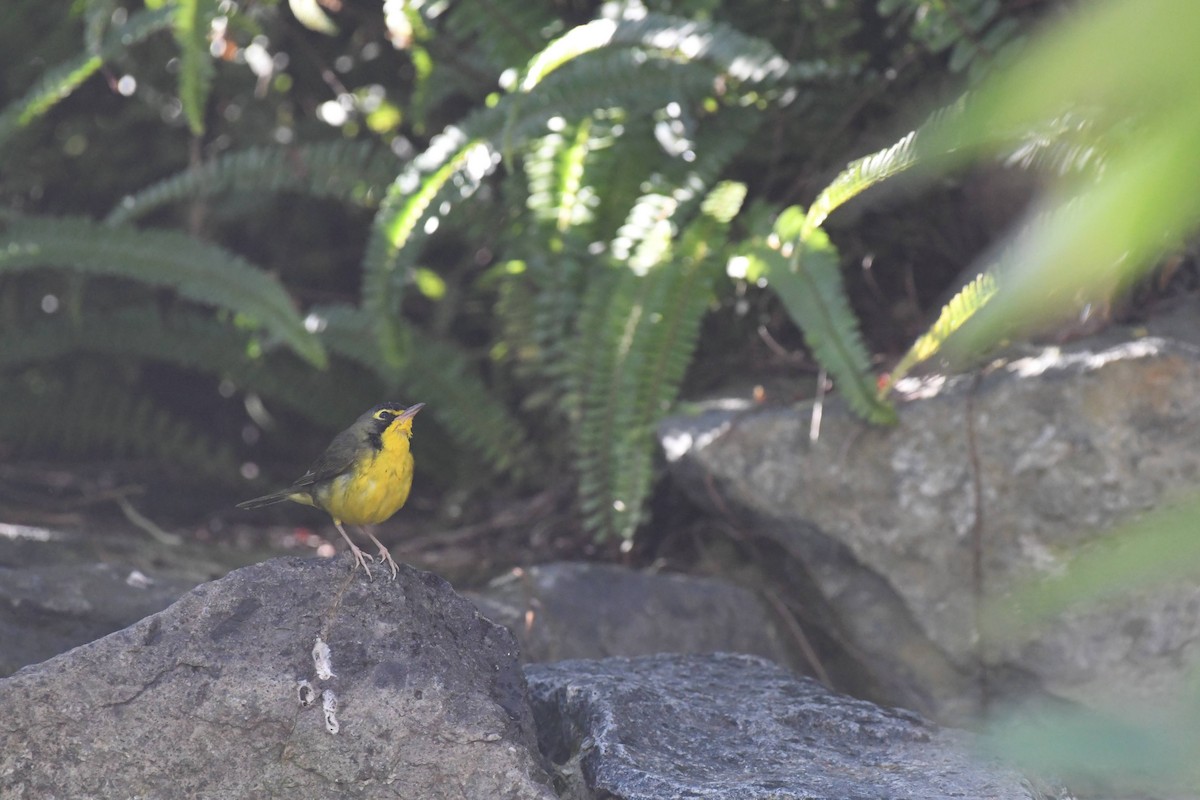 Kentucky Warbler - ML645980579