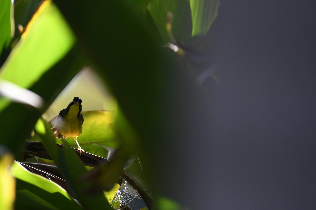 Kentucky Warbler - ML645980580