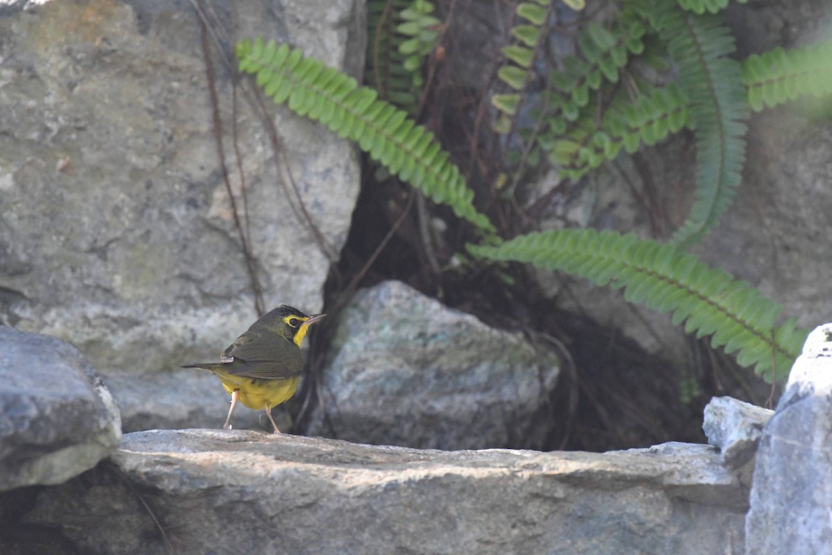 Kentucky Warbler - ML645980581
