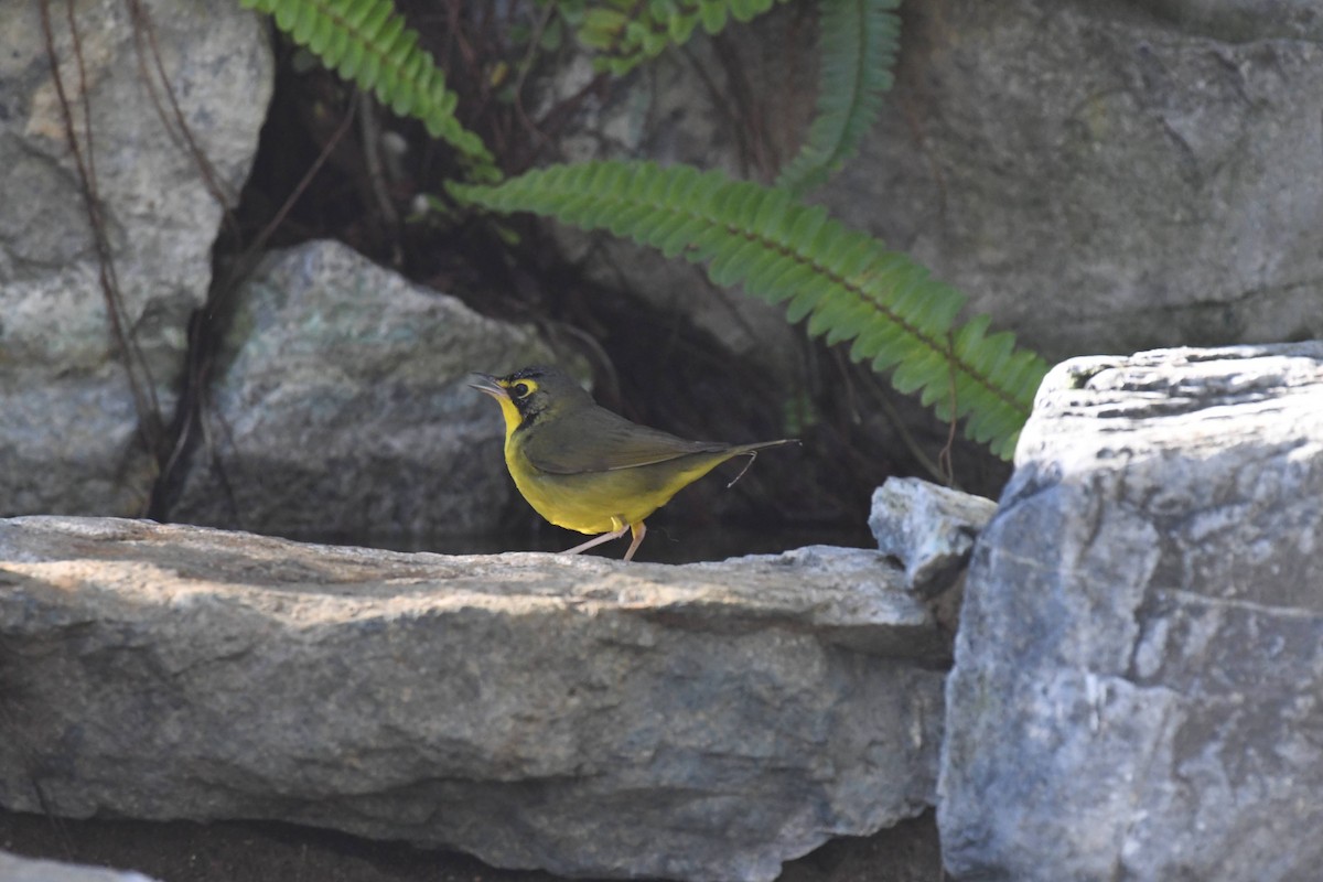 Kentucky Warbler - ML645980582