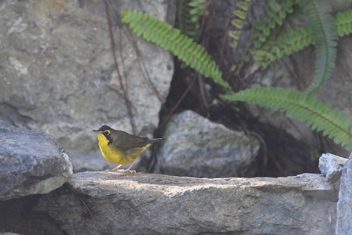 Kentucky Warbler - ML645980583